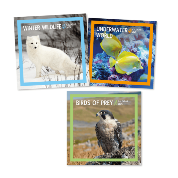 2025 Calendar Square Winter Wildlife, Birds Of Prey & Underwater World