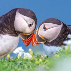 Blank Card - BBC Springwatch Atlantic Puffin