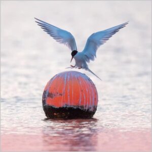 Blank Card - BBC Springwatch Common Tern