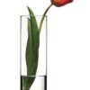 27CM PASABAHCE BOTANICA CYLINDER VASE WITH GIFT BOX