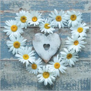 Heart-Shaped Daisy Blank Card