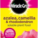 MIRACLE GRO 1KG SOLUBLE PLANT FOOD FOR AZALEA, CAMELLIA & RHODODENDRON