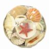 Natural Sea Shell Baskets with Starfish (Perfect for Home Decor and Crafts)