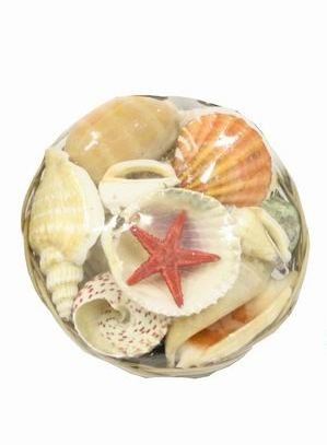 Natural Sea Shell Baskets with Starfish (Perfect for Home Decor and Crafts)