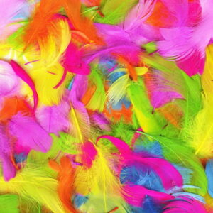 Vibrant Rainbow Feathers