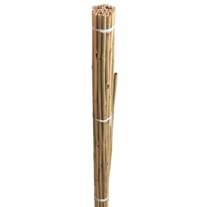 Westland 60cm Bamboo Cane Bundle (Pack of 20)