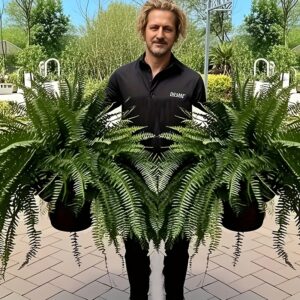 2pcs Large Boston Fern Artificial Plants, 34-Inch Greenery for Indoor/Outdoor Decor - Ideal for Home Office, Garden, Porch, and Festive Occasions (Easter, Mother'S Day, St. Patrick'S Day) - Hanging Display, All-Season Use, Indoor Outdoor Plants | Natural Look Plants | Durable Plastic