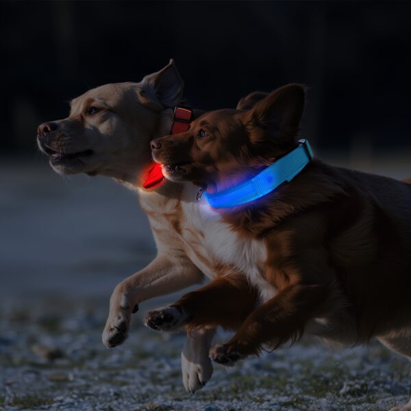 LED Glow-In-The-Dark Pet Collar for Small And Medium Dogs - Keep Your Pet Safe And Visible During Night Walks, Mild - Image 2