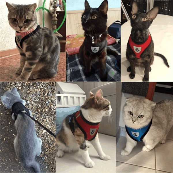 Reflective Pet Harness And Leash Set For Dogs And Cats, Adjustable Puppy Cat Vest Harness With Soft Mesh - Image 16