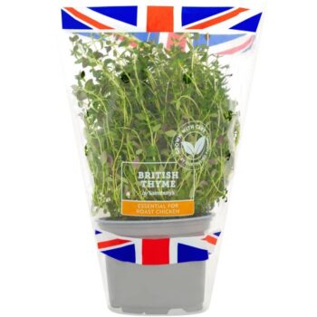 Fresh Living Thyme Pot