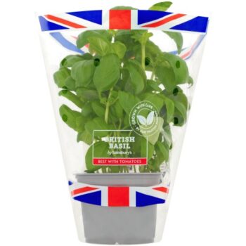 Sainsbury's Fresh Living Basil Pot