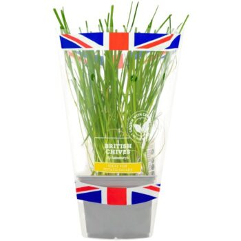 Sainsbury's Fresh Living Chives Pot