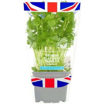 Sainsbury's Fresh Living Flat Leaf Parsley Pot