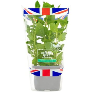 Sainsbury's Fresh Living Mint Pot