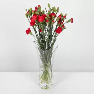 Carnations