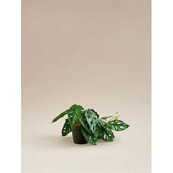 George Home Monkey Mask