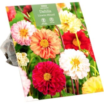 Tesco Dahlia Unwin Mixed