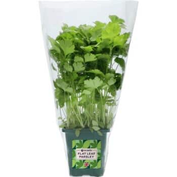 Ocado British Growing Flat Leaf Parsley
