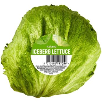 Iceland Iceberg Lettuce